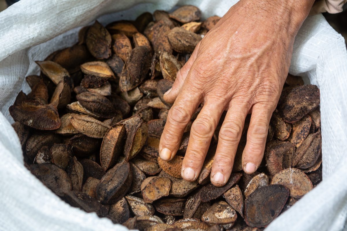 Nuts — Adelante Caplenco